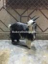 Khurassani Bakra for Sale in Faisalabad