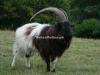 Heavy Khurassani Bakra for Sale in Gujranwala