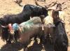 Khurassani Goat for Sale