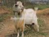 White Colour Kohistani Bakra for Sale