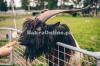 Black Colour Kohistani Bakra for Sale