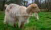 Normal Size Kohistani Bakra for Sale