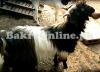 Beautiful Kooti Goat for Sale in Rawalpindi for Qurbani Eid