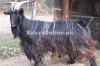 Beautiful Kooti Bakra Available for Sale