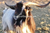 Normal Size Kooti Goat for Sale in Gujranwala