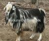 Beautiful Kooti Bakra for Sale in Faisalabad