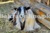 Cheap Kotli Goat for Sale