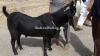 Beautiful Black Colour Kurri Bakra for Sale