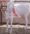 Beautiful Pure White Kurri Bakra for Sale