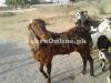 Brown Colour Desi Kuri Bakra for Sale