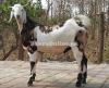 Best Labri Bakra for Sale