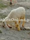 White Bahawalpuri Sheep for Sale