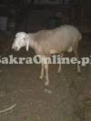 Big Height Bahawalpuri Sheep for Sale