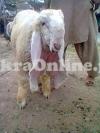 Beautiful Bahawalpuri Long Ear Sheep for Sale