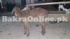 Brown Bahawalpuri Sheep for Sale