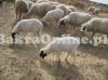 Bahawalpuri Beautiful Sheep for Sale