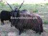 Black Baltistani Sheep for Sale