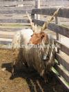 Baltistani Sheep for Sale