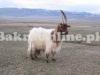 Beautiful Multicolor Baltistani Sheep for Sale