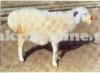 Beautiful Afridi Sheep for Sale