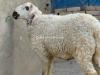 Nice Bahawalpuri Sheep for Sale