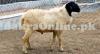 Best Balochi Sheep for Sale