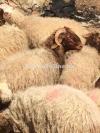 Afridi Sheep for Sale