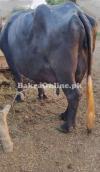 Neeli Ravi Buffalo for sale