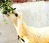 Kajla chatra Goat Sheep bakra dumba for sale