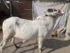 Cow for Sale in Karachi