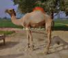 Camel for qurbani