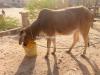 Cow for Sale in Karachi