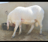 Heavy Sheep Full Healthy And Active