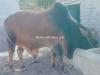 Heavy weight brahman cross