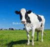 Original Australia & Natherlands imported cows