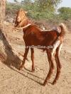 Goat Ando bakra ghr ka pala hua
