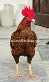 Aseel Bangum Pela for Sale in Pakistan