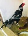 Pure Lasani breeder for sale