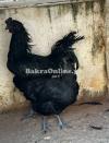 Ayam cemani gray tongue pair