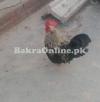 Black bantam big size