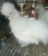 Silkie White for Sale
