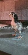 Chicks - Heera -Thai - Dragon - Shamoo - Shamo - Hera - Mianwali