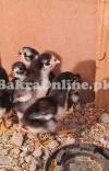 Chicks - Heera -Thai - Dragon - Shamoo - Shamo - Hera - Mianwali